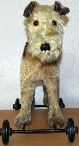 Old Fantasitc Steiff Foxterrier Dog On Wheels With Steiff Button & Collar 16 "