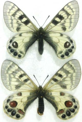 Lepidoptera.  Parnassius Charltonius Eisnerianus,  A -,  Pair,  N.  India.  Rare