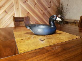 American Coot Decoy Wisconsin Coot Wood Carving Duck Decoy Casey Edwards