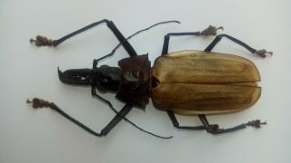 Macrodontia Flavipennis Male Giant A2 91 Mm Very Rare Paraguay