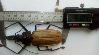 MACRODONTIA FLAVIPENNIS MALE GIANT A2 91 MM VERY RARE PARAGUAY 2
