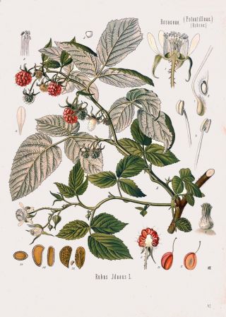 Botanical Herb Medicinal Plants Mixed Set - 210 Vintage Art Print/poster