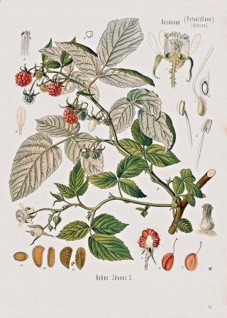Botanical Herb Medicinal Plants MIXED SET - 210 Vintage Art Print/Poster 2