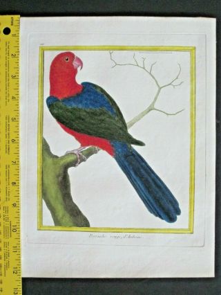 Parrot,  Perruche Rouge,  D;amboine,  Buffon,  Histoire Naturelle,  1765 - 83