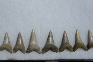 Rare Fossil Giant Mako Shark Jaw Sharktooth Hill California Tooth Teeth 10