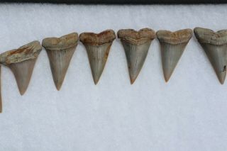 Rare Fossil Giant Mako Shark Jaw Sharktooth Hill California Tooth Teeth 11