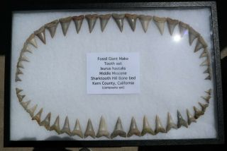 Rare Fossil Giant Mako Shark Jaw Sharktooth Hill California Tooth Teeth