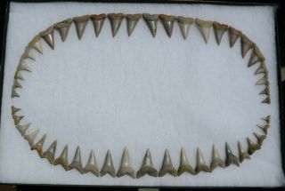 Rare Fossil Giant Mako Shark Jaw Sharktooth Hill California Tooth Teeth 2