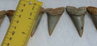 Rare Fossil Giant Mako Shark Jaw Sharktooth Hill California Tooth Teeth 3