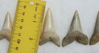 Rare Fossil Giant Mako Shark Jaw Sharktooth Hill California Tooth Teeth 4