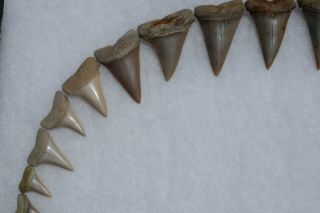 Rare Fossil Giant Mako Shark Jaw Sharktooth Hill California Tooth Teeth 5