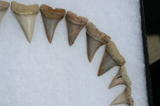 Rare Fossil Giant Mako Shark Jaw Sharktooth Hill California Tooth Teeth 6