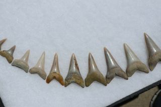 Rare Fossil Giant Mako Shark Jaw Sharktooth Hill California Tooth Teeth 7