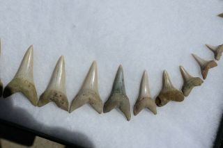 Rare Fossil Giant Mako Shark Jaw Sharktooth Hill California Tooth Teeth 8