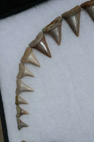 Rare Fossil Giant Mako Shark Jaw Sharktooth Hill California Tooth Teeth 9
