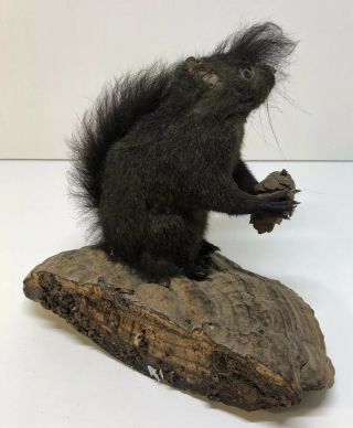 Vintage Estate Find Black Squirrel Mount Hunting Black Squirrel Taxidermy