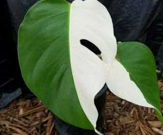 Rare White Variegated Monstera Deliciosa Borsigiana Type Rooted Cutting