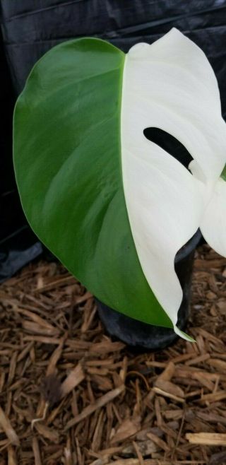 RARE WHITE VARIEGATED MONSTERA DELICIOSA BORSIGIANA TYPE ROOTED CUTTING 2