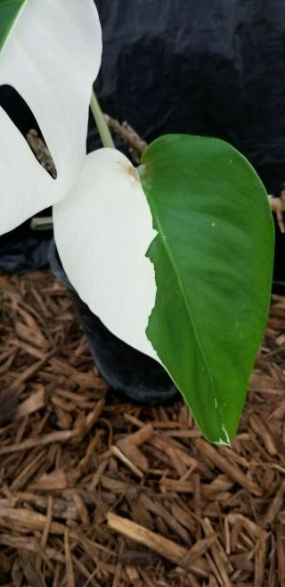 RARE WHITE VARIEGATED MONSTERA DELICIOSA BORSIGIANA TYPE ROOTED CUTTING 3
