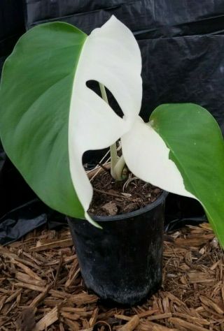 RARE WHITE VARIEGATED MONSTERA DELICIOSA BORSIGIANA TYPE ROOTED CUTTING 4