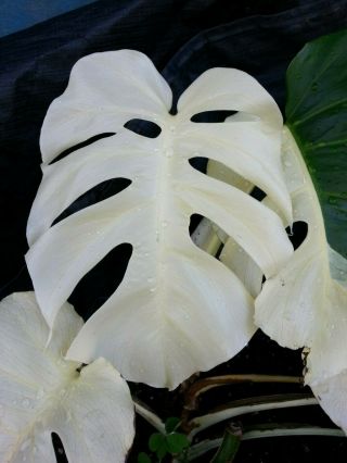 RARE WHITE VARIEGATED MONSTERA DELICIOSA BORSIGIANA TYPE ROOTED CUTTING 6