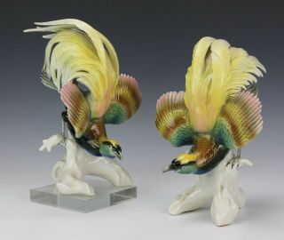 Fabulous Vintage Pair Karl Ens German Porcelain Bird Of Paradise Figurine Nr Gtf