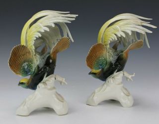 Fabulous Vintage Pair Karl Ens German Porcelain Bird of Paradise Figurine NR GTF 4