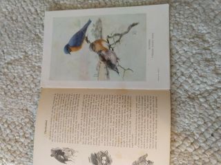 Vintage National Audubon Society 75 Leaflets BIRDS 1930s 40s Printed USA 2