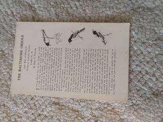 Vintage National Audubon Society 75 Leaflets BIRDS 1930s 40s Printed USA 5