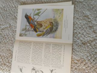 Vintage National Audubon Society 75 Leaflets BIRDS 1930s 40s Printed USA 6