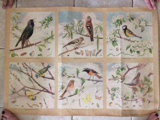 Vintage Zoological Pull Down School Chart Useful Birds Of Our Gardens