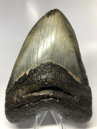 Giant 6.  06” Megalodon Fossil Shark Tooth Rare Real 3494