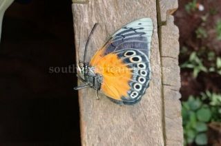 Agrias Stuarti X Prepona Sp.  Unmounted A1 Butterfly Rare Hybrid Good Price