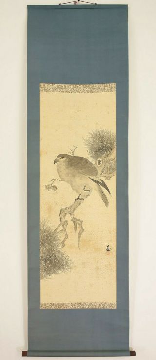 掛軸1967 Japanese Hanging Scroll " Hawk On Pine Tree " @n103
