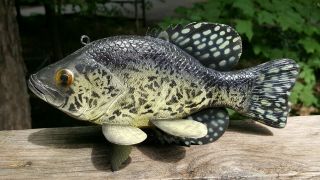 Deluxe 8 " Crappie Fish Decoy Carved By John Laska - Spearing Lure