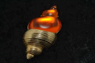 Vintage Costume Jewellery Shell Brooch/pin Signed Christian Dior - Goossens