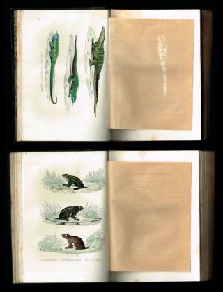 1854 Antique Book - Natural History of Fishes & Reptiles,  w.  16 Hand - Col.  Plates 10