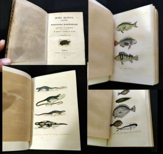 1854 Antique Book - Natural History of Fishes & Reptiles,  w.  16 Hand - Col.  Plates 11
