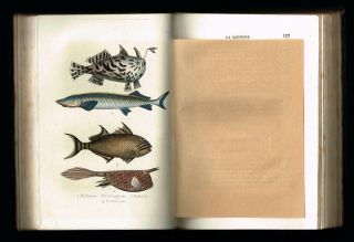 1854 Antique Book - Natural History Of Fishes & Reptiles,  W.  16 Hand - Col.  Plates