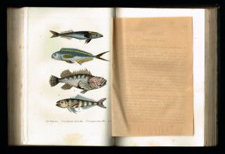 1854 Antique Book - Natural History of Fishes & Reptiles,  w.  16 Hand - Col.  Plates 2