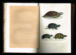 1854 Antique Book - Natural History of Fishes & Reptiles,  w.  16 Hand - Col.  Plates 3