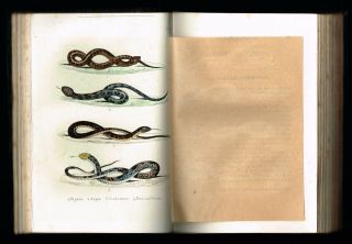 1854 Antique Book - Natural History of Fishes & Reptiles,  w.  16 Hand - Col.  Plates 4