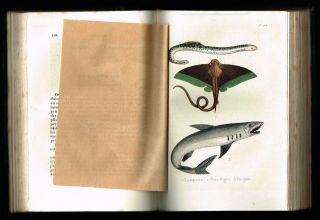 1854 Antique Book - Natural History of Fishes & Reptiles,  w.  16 Hand - Col.  Plates 5