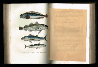 1854 Antique Book - Natural History of Fishes & Reptiles,  w.  16 Hand - Col.  Plates 6