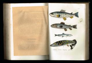 1854 Antique Book - Natural History of Fishes & Reptiles,  w.  16 Hand - Col.  Plates 7