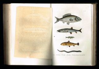 1854 Antique Book - Natural History of Fishes & Reptiles,  w.  16 Hand - Col.  Plates 8