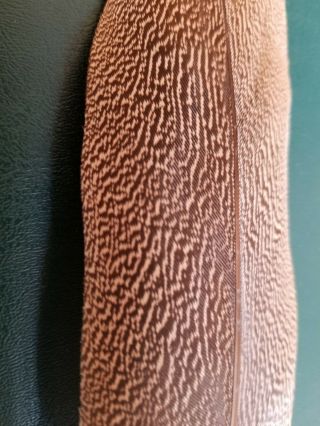 Salmon Fly Tying Feather - Kori Bustard - Vintage Craft