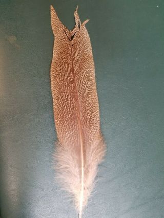 Salmon Fly Tying Feather - Kori Bustard - Vintage Craft 2