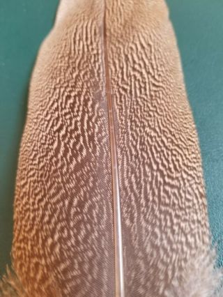 Salmon Fly Tying Feather - Kori Bustard - Vintage Craft 3