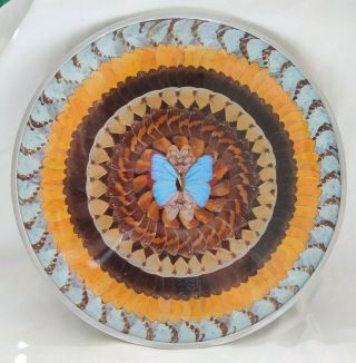 Vintage Butterfly Wing Decorative Plate 1970s 14 3/4 " With Blue Morpho